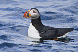 Image. Atlantic Puffin
