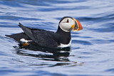 Image. Atlantic Puffin
