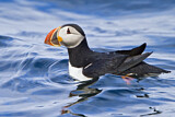 Image. Atlantic Puffin