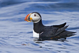 Image. Atlantic Puffin