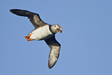 Image. Atlantic Puffin