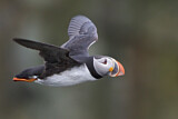Image. Atlantic Puffin