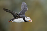 Image. Atlantic Puffin