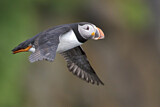 Image. Atlantic Puffin