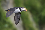 Image. Atlantic Puffin
