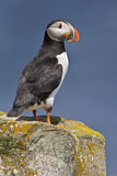 Image. Atlantic Puffin