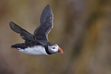 Image. Atlantic Puffin