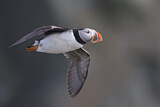 Image. Atlantic Puffin