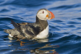 Image. Atlantic Puffin