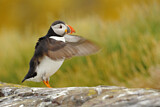 Image. Atlantic Puffin