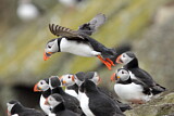 Image. Atlantic Puffin