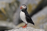 Image. Atlantic Puffin