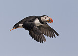 Image. Atlantic Puffin