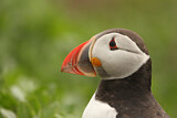Image. Atlantic Puffin