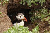 Image. Atlantic Puffin