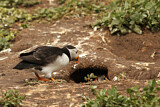 Image. Atlantic Puffin
