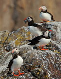 Image. Atlantic Puffin
