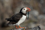 Image. Atlantic Puffin