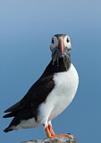 Image. Atlantic Puffin