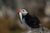 Image. Atlantic Puffin