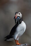 Image. Atlantic Puffin