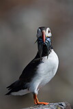 Image. Atlantic Puffin