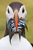 Image. Atlantic Puffin