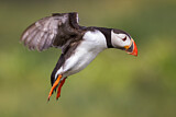 Image. Atlantic Puffin