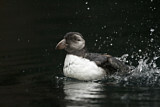 Image. Atlantic Puffin