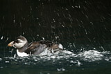 Image. Atlantic Puffin
