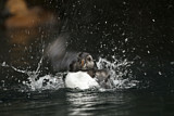 Image. Atlantic Puffin