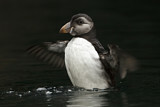 Image. Atlantic Puffin
