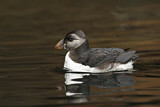 Image. Atlantic Puffin