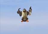 Image. Atlantic Puffin