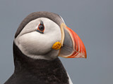 Image. Atlantic Puffin