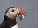 Image. Atlantic Puffin