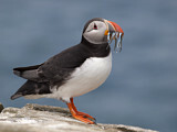 Image. Atlantic Puffin
