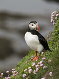 Image. Atlantic Puffin