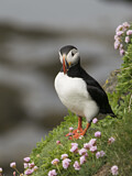 Image. Atlantic Puffin