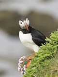 Image. Atlantic Puffin