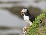Image. Atlantic Puffin