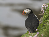 Image. Atlantic Puffin