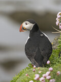 Image. Atlantic Puffin