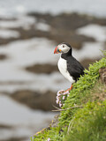 Image. Atlantic Puffin