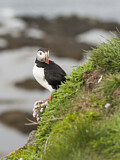 Image. Atlantic Puffin