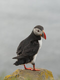 Image. Atlantic Puffin