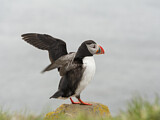 Image. Atlantic Puffin