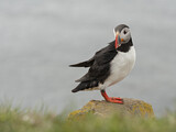 Image. Atlantic Puffin