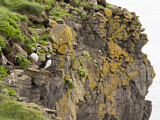 Image. Atlantic Puffin