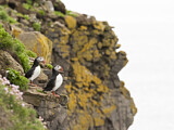 Image. Atlantic Puffin